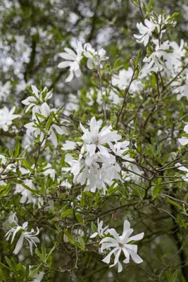 Magnolia stellata (Beverboom) - afbeelding 6