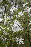 Magnolia stellata (Beverboom) - afbeelding 6
