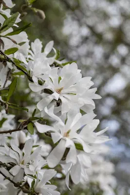 Magnolia stellata (Beverboom) - afbeelding 7