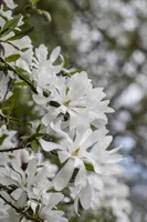 Magnolia stellata (Beverboom) - afbeelding 7