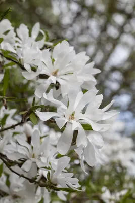 Magnolia stellata (Beverboom) - afbeelding 8