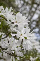 Magnolia stellata (Beverboom) - afbeelding 8