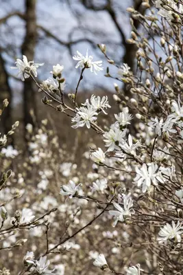 Magnolia stellata (Beverboom) - afbeelding 10