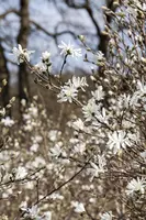 Magnolia stellata (Beverboom) - afbeelding 10