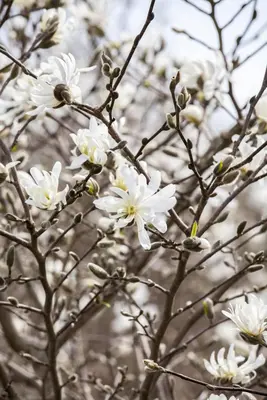 Magnolia stellata (Beverboom) - afbeelding 11
