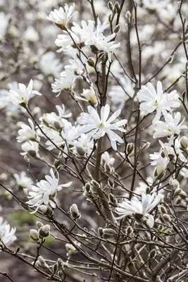 Magnolia stellata (Beverboom) - afbeelding 12