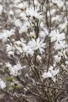 Magnolia stellata (Beverboom) - afbeelding 12