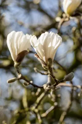 Magnolia stellata (Beverboom) - afbeelding 23