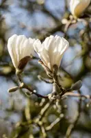 Magnolia stellata (Beverboom) - afbeelding 23