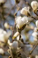 Magnolia stellata (Beverboom) - afbeelding 24