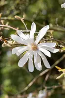 Magnolia stellata (Beverboom) - afbeelding 32