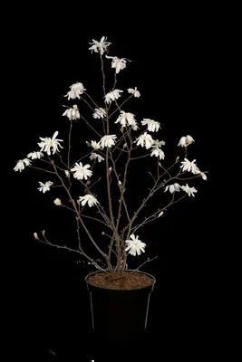 Magnolia stellata (Beverboom) - afbeelding 43