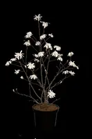 Magnolia stellata (Beverboom) - afbeelding 43
