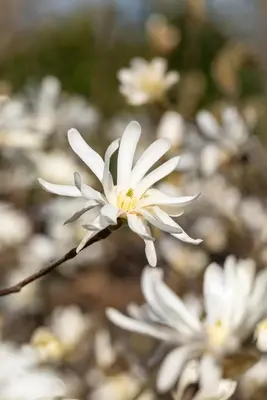 Magnolia stellata (Beverboom) - afbeelding 46