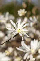 Magnolia stellata (Beverboom) - afbeelding 46