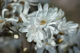 Magnolia stellata (Beverboom) - afbeelding 16