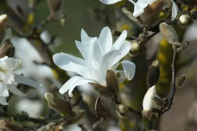 Magnolia stellata (Beverboom) - afbeelding 17