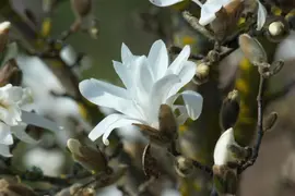 Magnolia stellata (Beverboom) - afbeelding 17