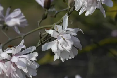 Magnolia stellata (Beverboom) - afbeelding 18