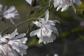 Magnolia stellata (Beverboom) - afbeelding 18