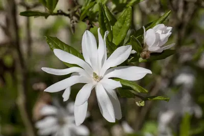 Magnolia stellata (Beverboom) - afbeelding 3