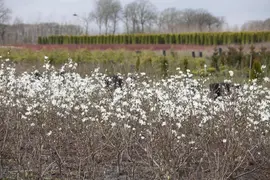 Magnolia stellata (Beverboom) - afbeelding 13