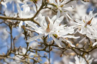 Magnolia stellata (Beverboom) - afbeelding 19