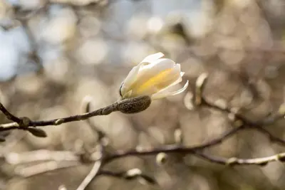 Magnolia stellata (Beverboom) - afbeelding 20