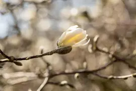 Magnolia stellata (Beverboom) - afbeelding 20