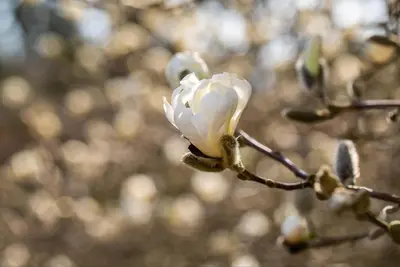 Magnolia stellata (Beverboom) - afbeelding 21