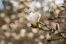 Magnolia stellata (Beverboom) - afbeelding 21