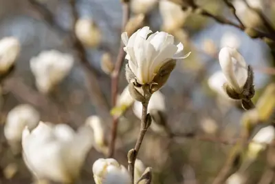 Magnolia stellata (Beverboom) - afbeelding 22