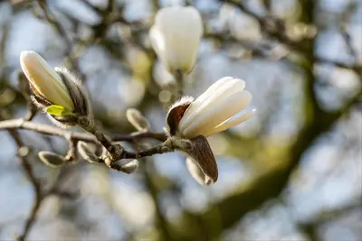 Magnolia stellata (Beverboom) - afbeelding 25