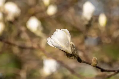 Magnolia stellata (Beverboom) - afbeelding 26