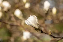 Magnolia stellata (Beverboom) - afbeelding 26