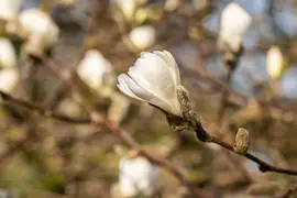 Magnolia stellata (Beverboom) - afbeelding 27