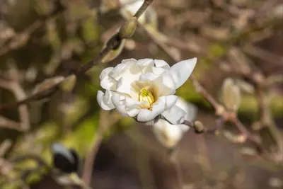 Magnolia stellata (Beverboom) - afbeelding 28
