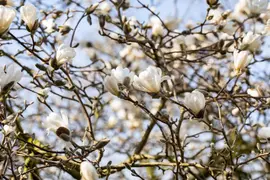 Magnolia stellata (Beverboom) - afbeelding 29