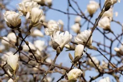 Magnolia stellata (Beverboom) - afbeelding 30
