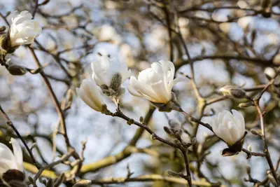 Magnolia stellata (Beverboom) - afbeelding 31