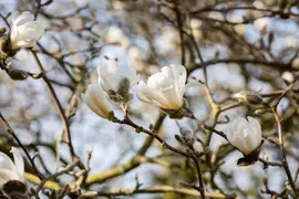 Magnolia stellata (Beverboom) - afbeelding 31