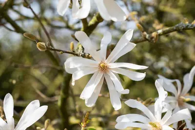 Magnolia stellata (Beverboom) - afbeelding 33