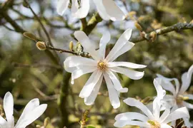 Magnolia stellata (Beverboom) - afbeelding 33