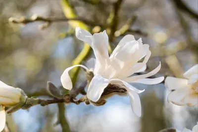 Magnolia stellata (Beverboom) - afbeelding 34