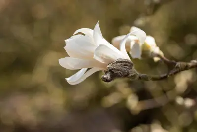 Magnolia stellata (Beverboom) - afbeelding 35