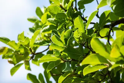 Magnolia stellata (Beverboom) - afbeelding 36