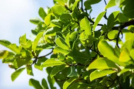 Magnolia stellata (Beverboom) - afbeelding 36