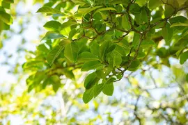 Magnolia stellata (Beverboom) - afbeelding 37