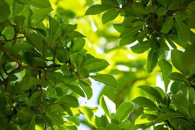 Magnolia stellata (Beverboom) - afbeelding 38