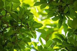Magnolia stellata (Beverboom) - afbeelding 38